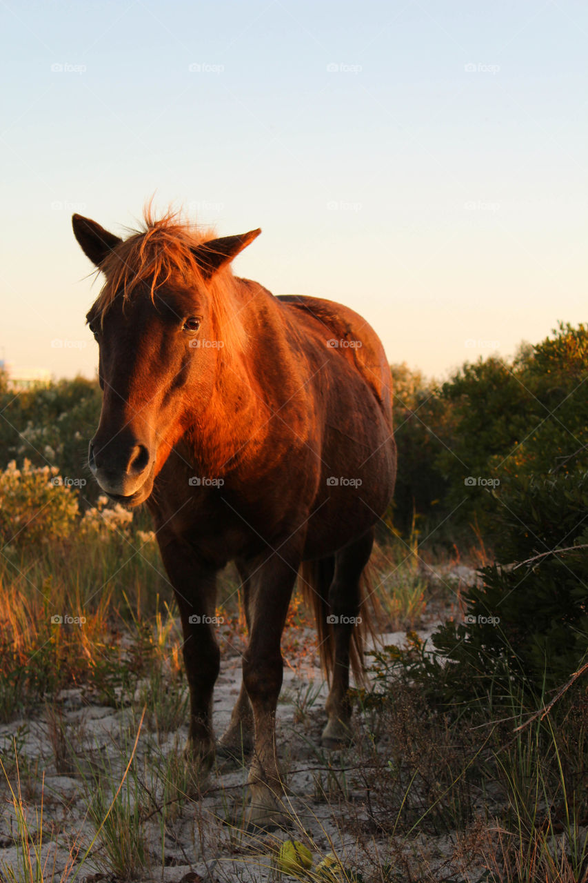 Face to face with a wild pony on Assateague Island National Seashore.
