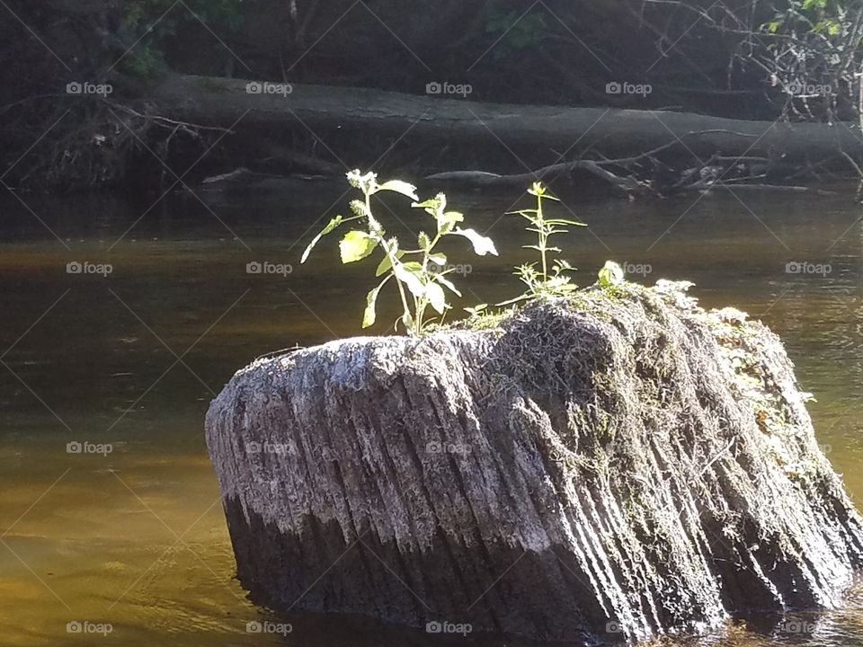 This photo shows the resilience of life.   These plants are growing out of the center of an abandoned wooden post in the center of the Muskegon River.  It is left over from the days when a railway crossed the river.