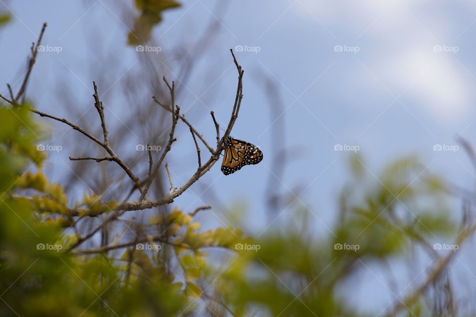 Butterfly on tree branch in spring