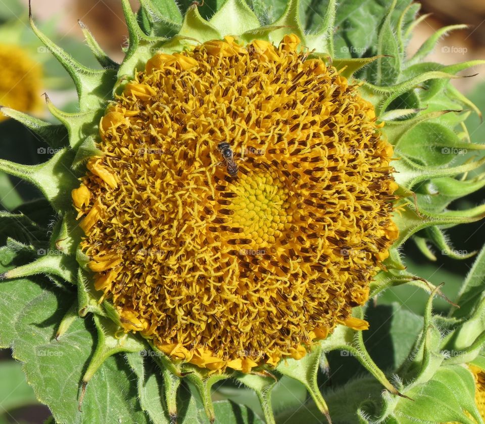 Bee on Dwarf Teddy Bear Sunflower.