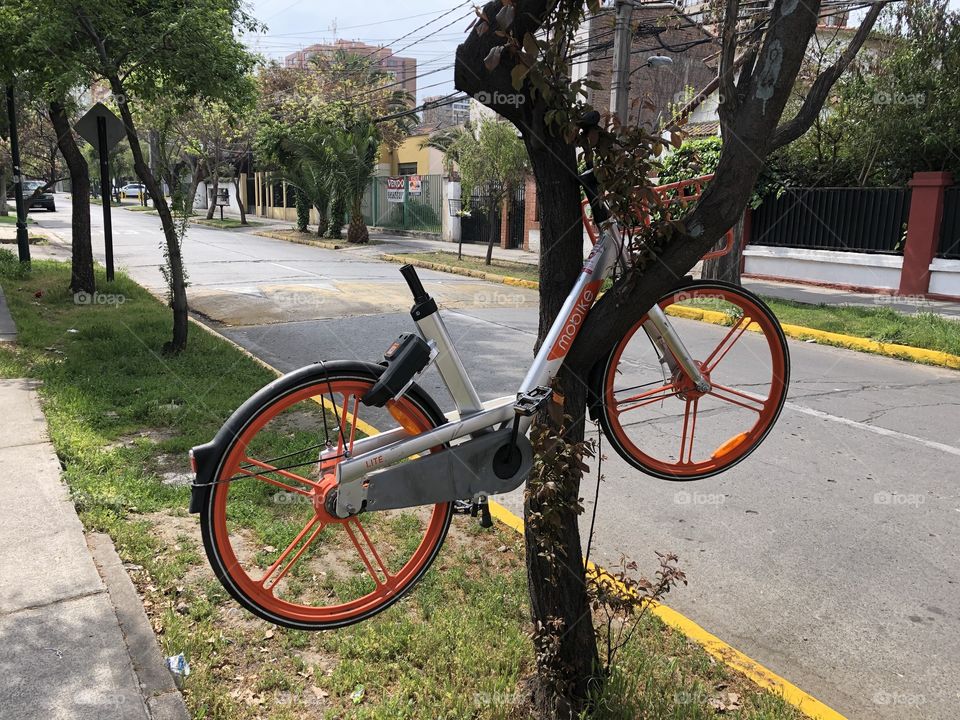 bicycle tree, the human really does not know how to live in society, tree hanging bike