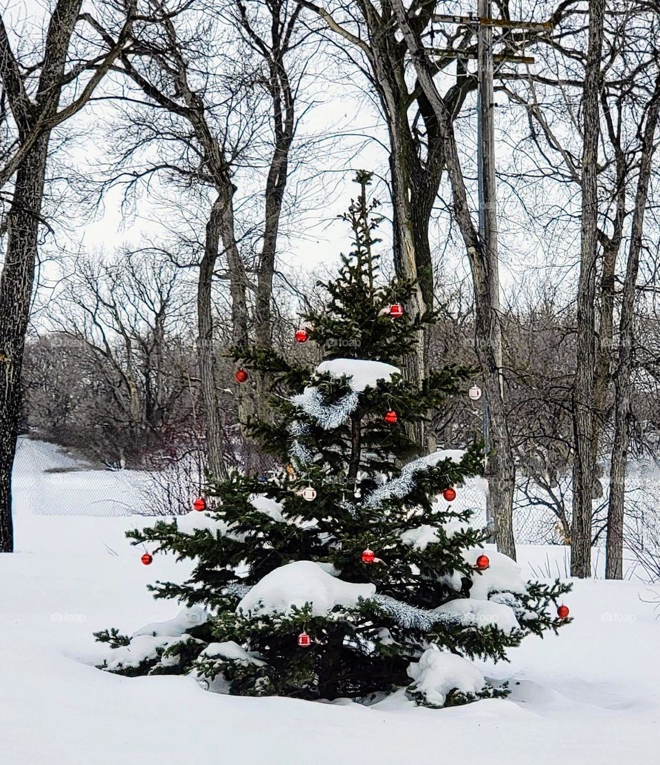 decorated Evergreen in the country