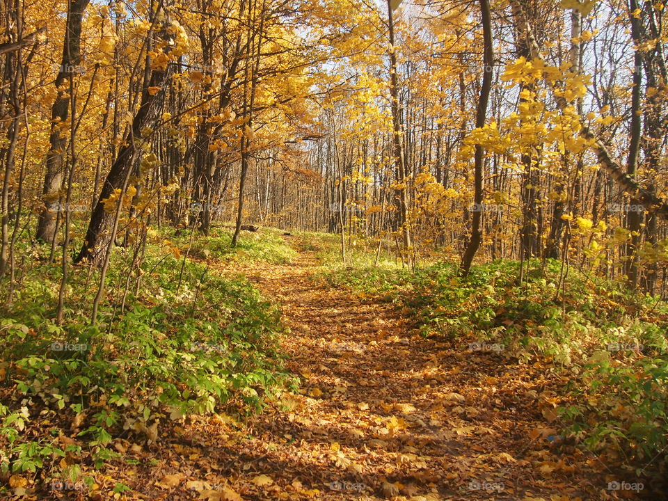 The path in the autumn park.  Trees with yellow leaves.  Sunny day.