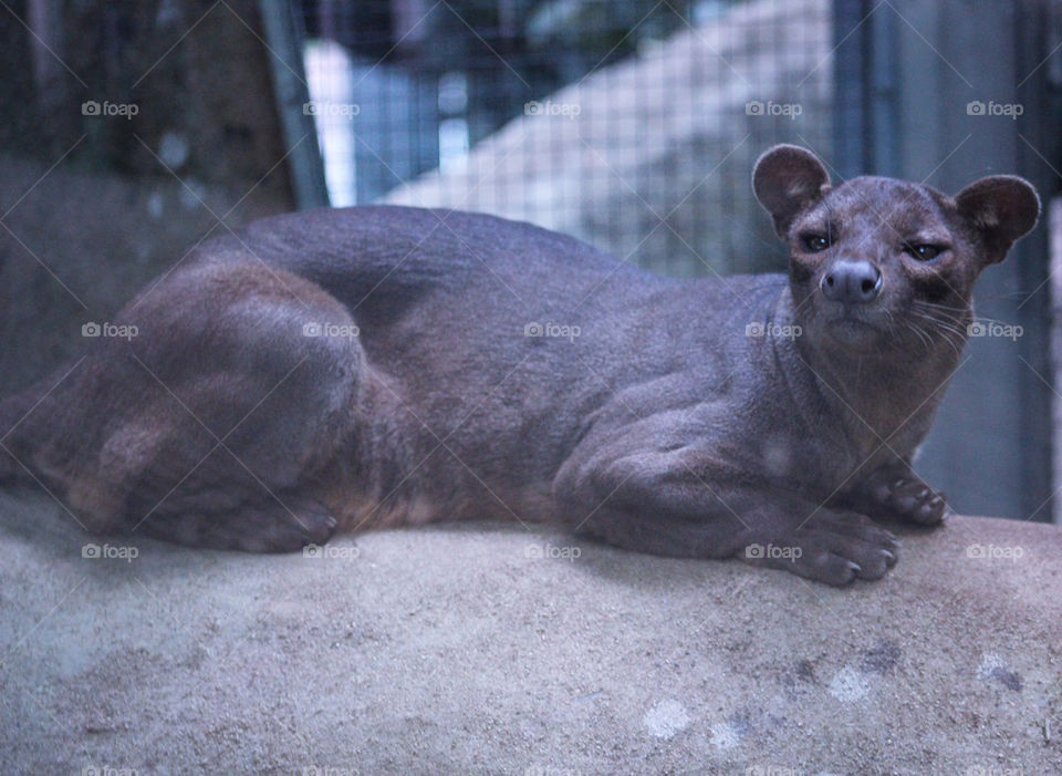 fossa