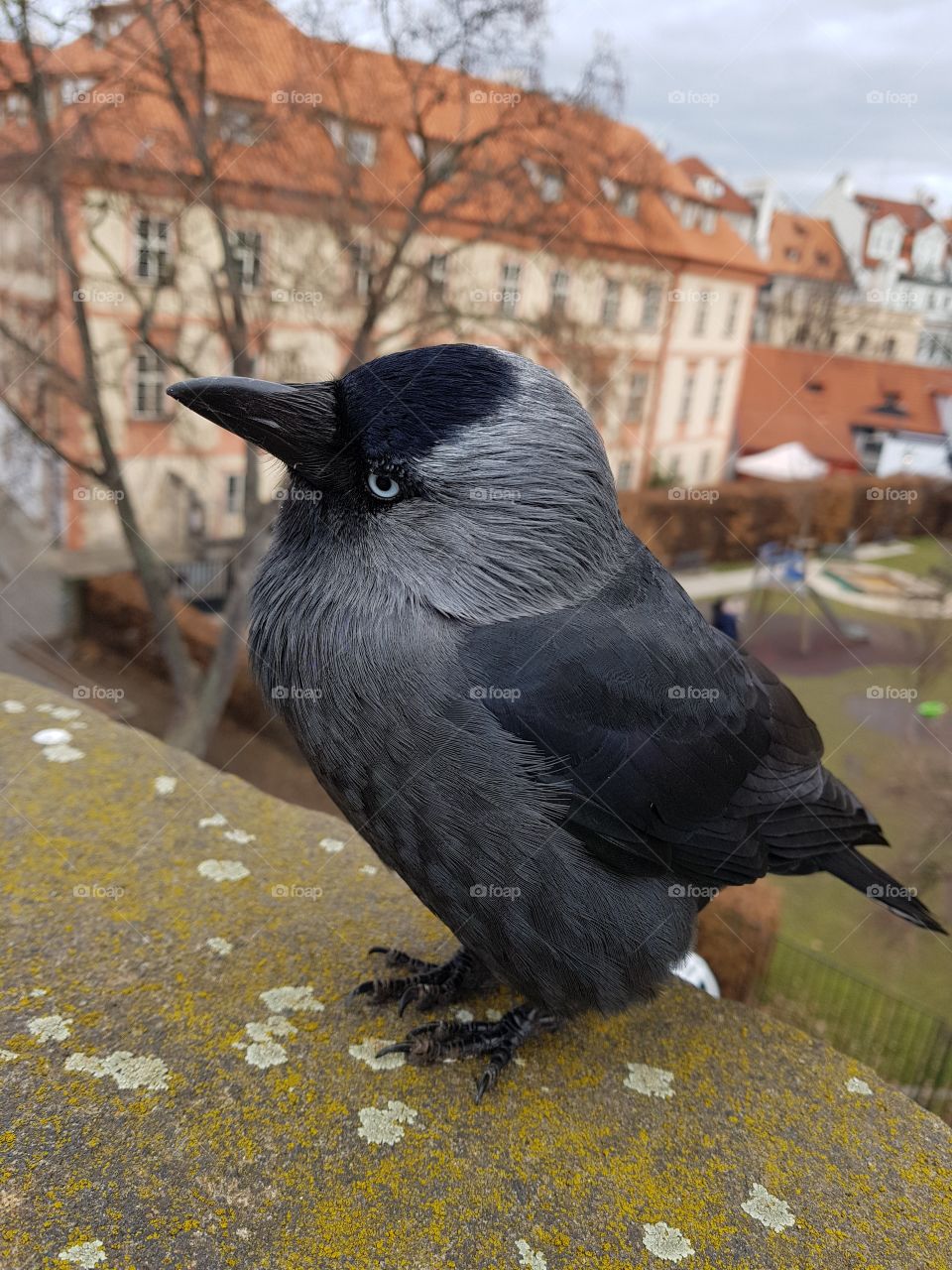 Just a pretty bird on a Charles Bridge in Prague
