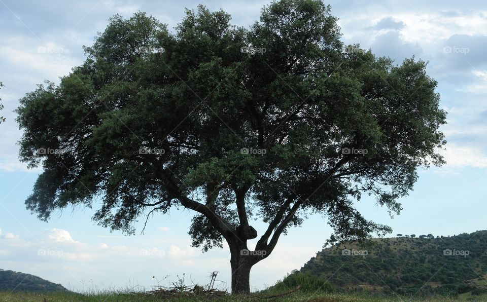 árbol