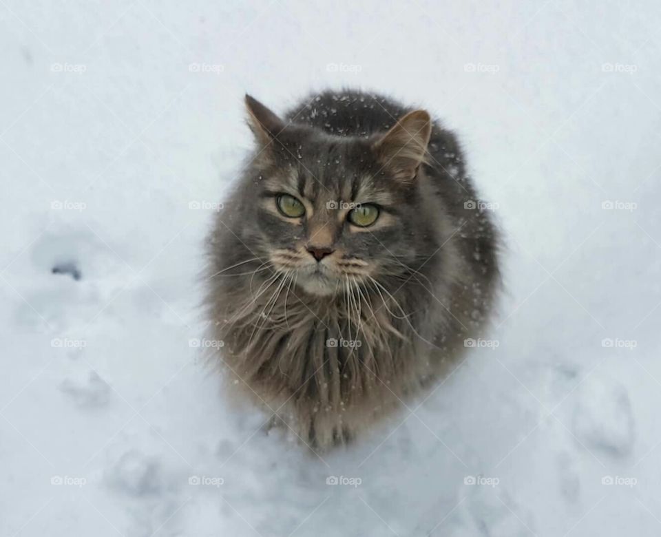 Pet cat with gray fluffy fur looks up with wonder with big green eyes while sitting in the white snow outside in winter