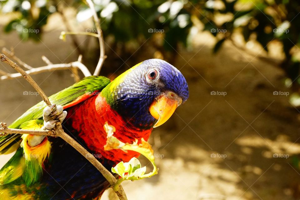 Lory