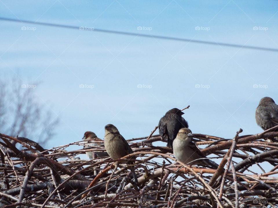 Close-up of baby birds