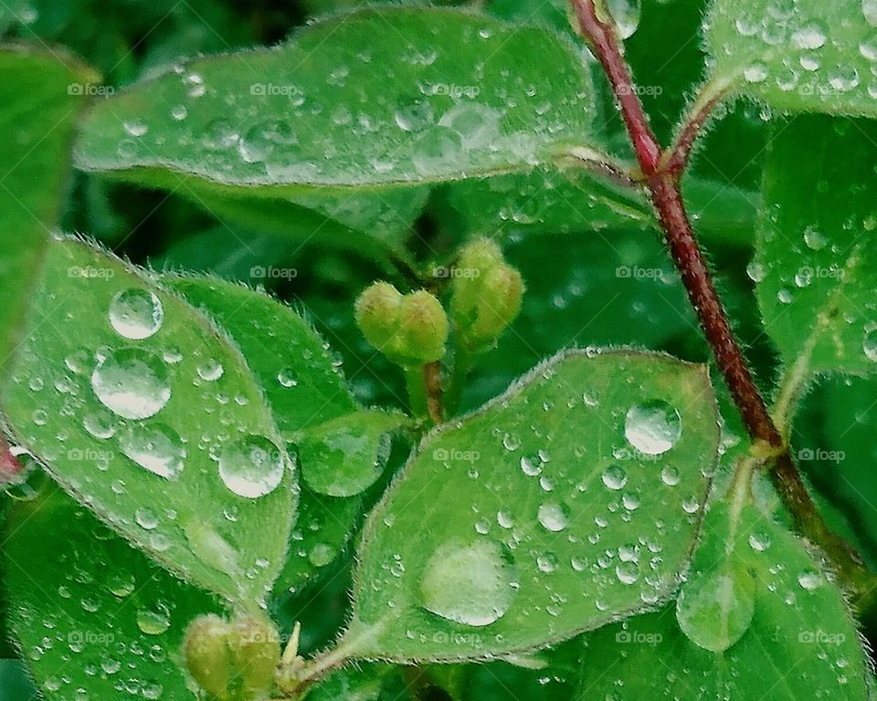 Drops on leaf