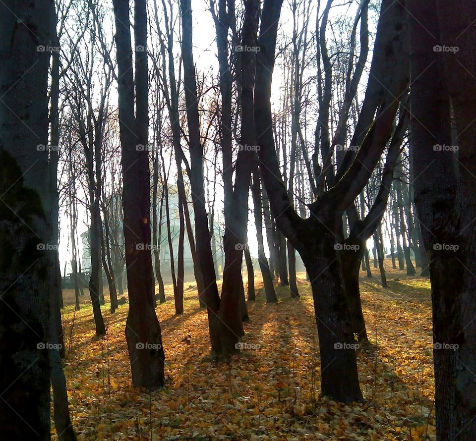 autumn landscape park