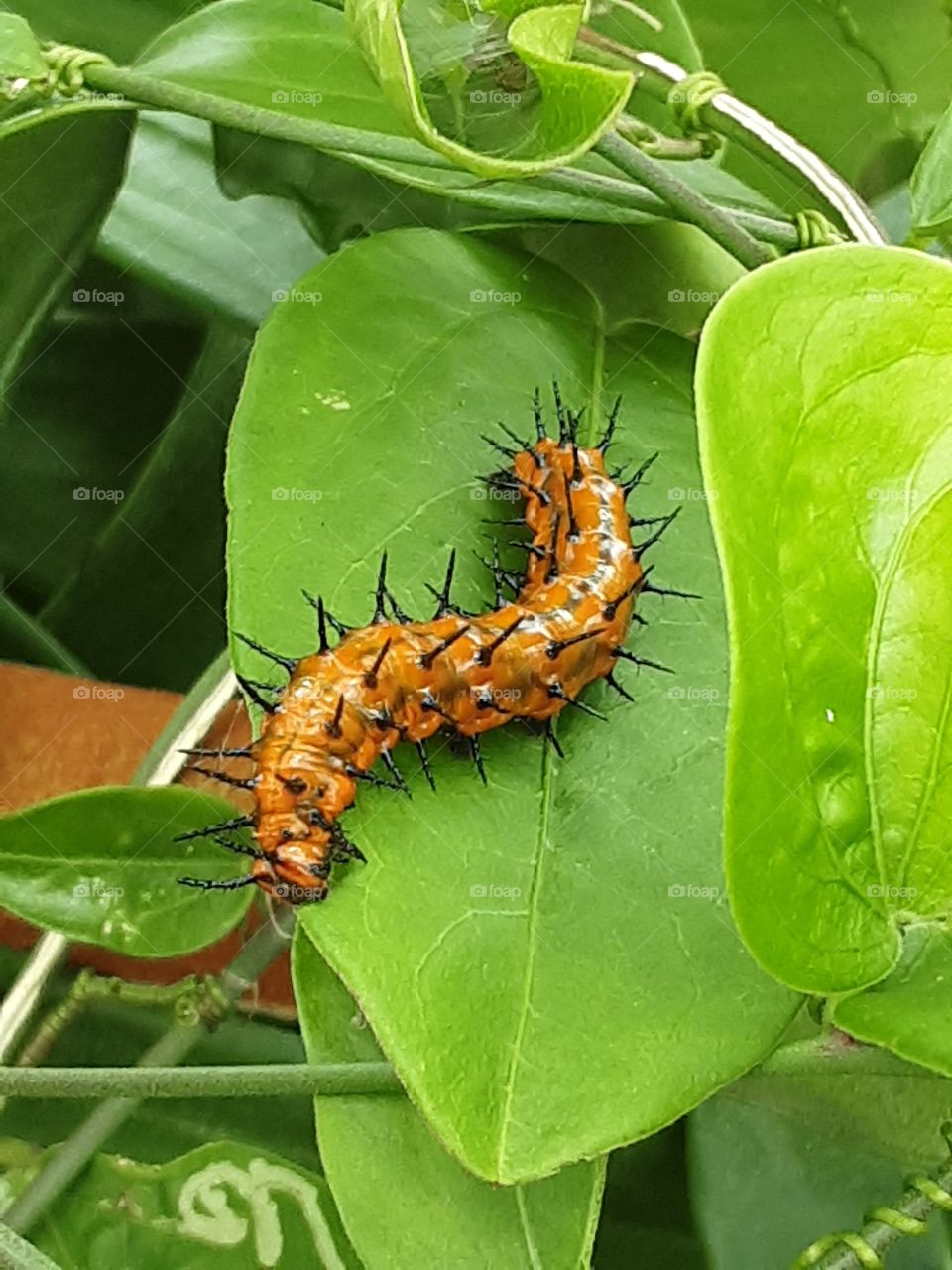 gulf fritillary caterpiller