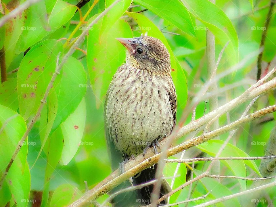 Redwing Blackbird Female chick