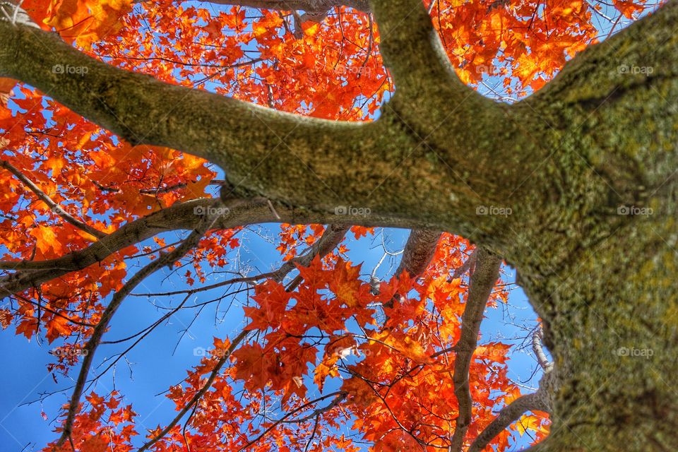 Nature. Maple Tree