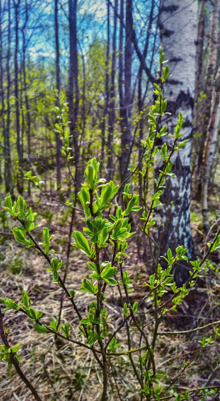 Spring forest