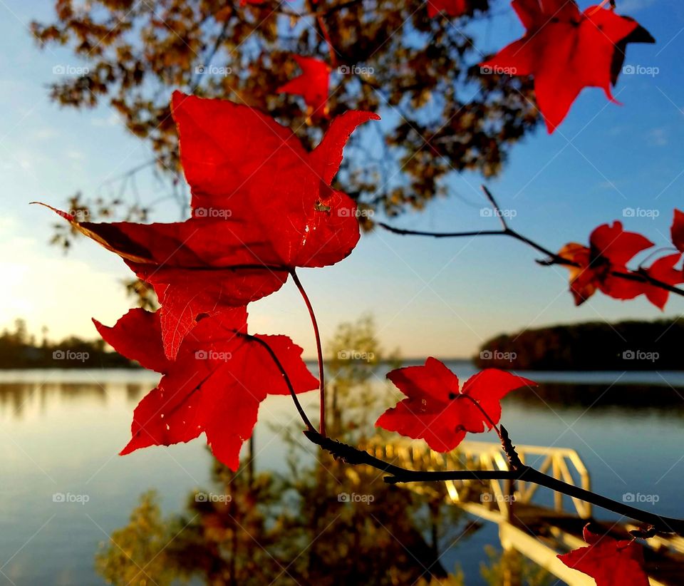 red leaves against a morning sky