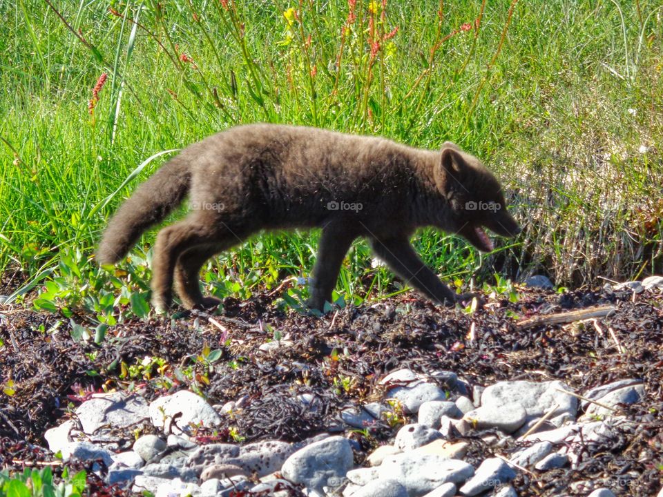 Arctic Fox. This is an arctic fox during summer. Their coats slowly change to grey when the weather warms.
