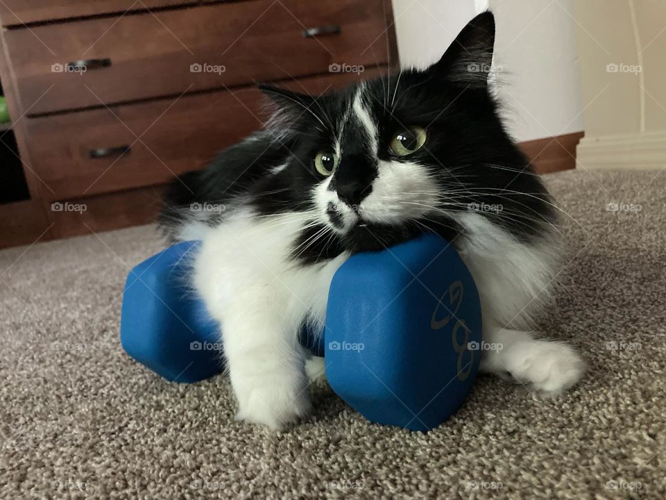 Weight Lifting Kitty 