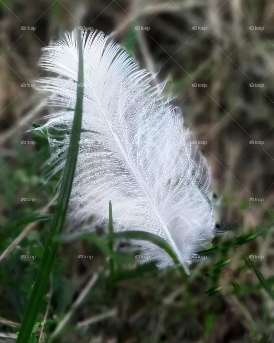 lightness