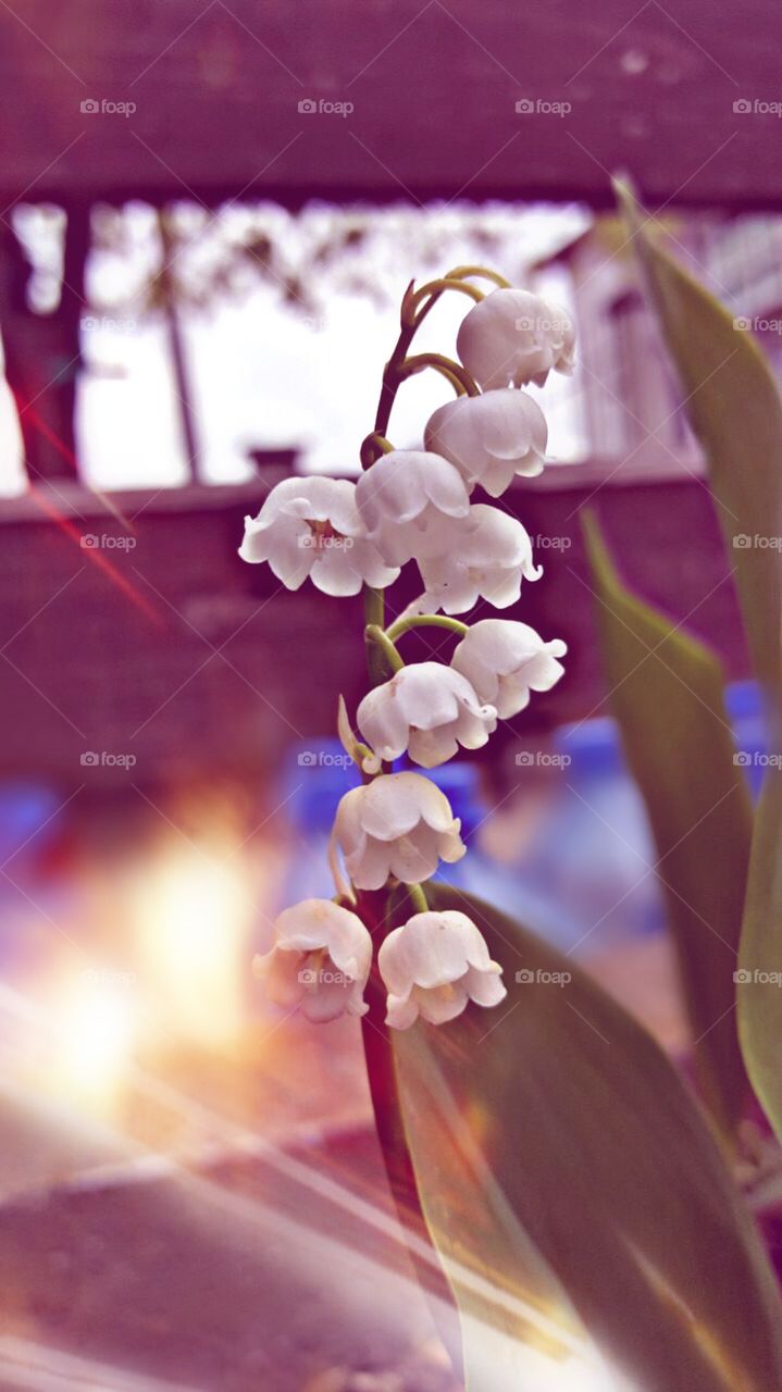 Close-up of white flower