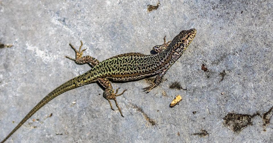 A common wall lizard 