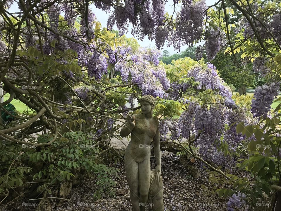 Apparently this is believed to be the oldest Wisteria flowering shrub in the whole of the UK at 180 years old, it’s impressive.