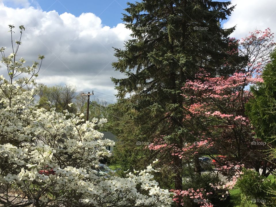Dogwood and pine and clouds in blue sky