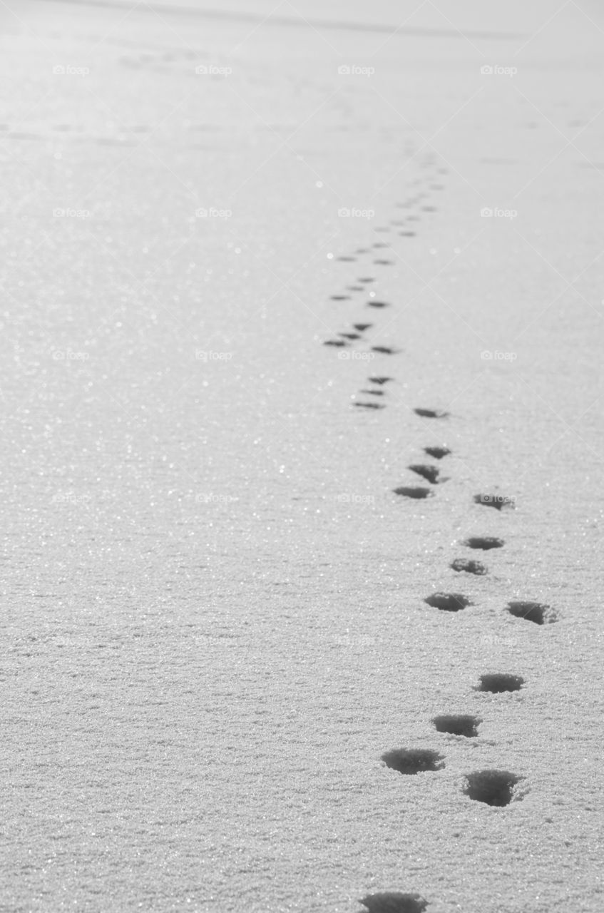 Animal Tracks in the Snow