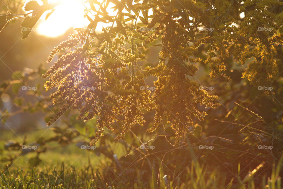 Yellow flowers sunset