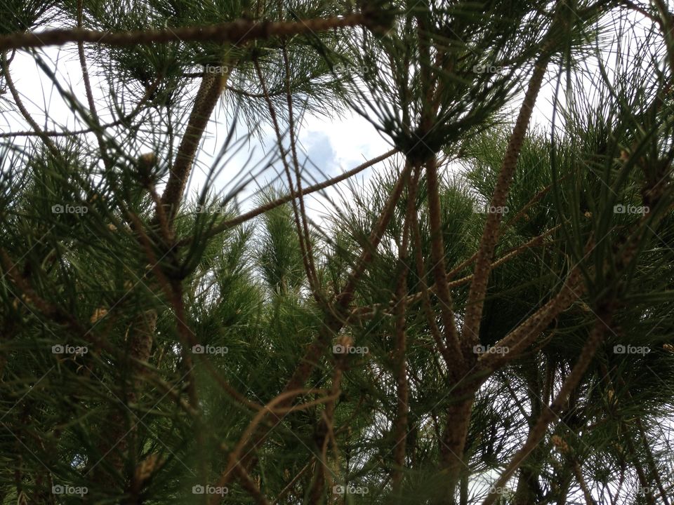 Trees and sky in middle 