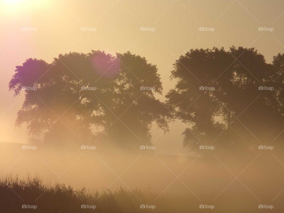 Bodennebel auf einer Wiese