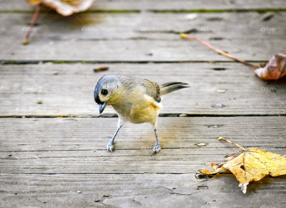 “Bowing Titmouse”