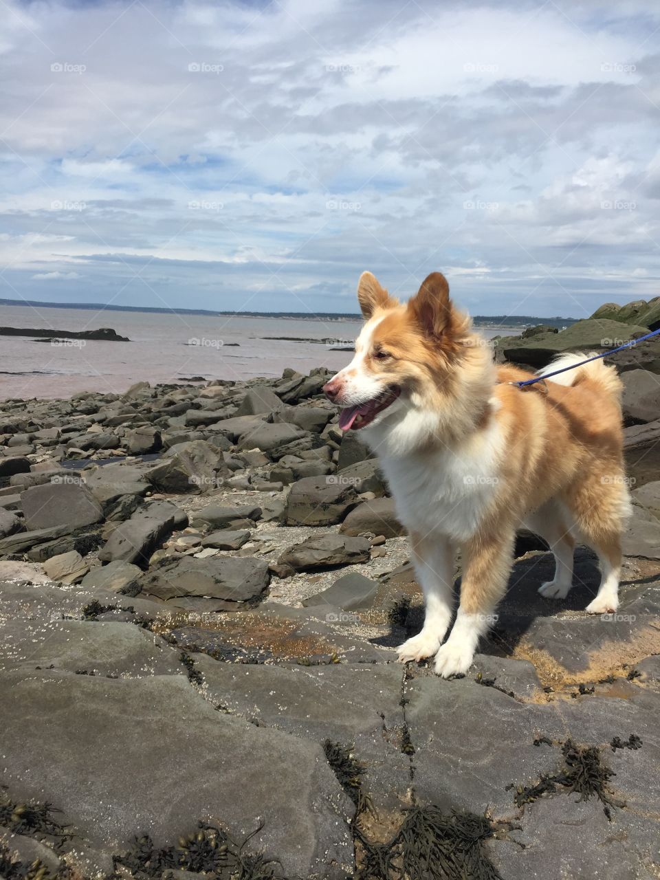 Dog exploring the beach