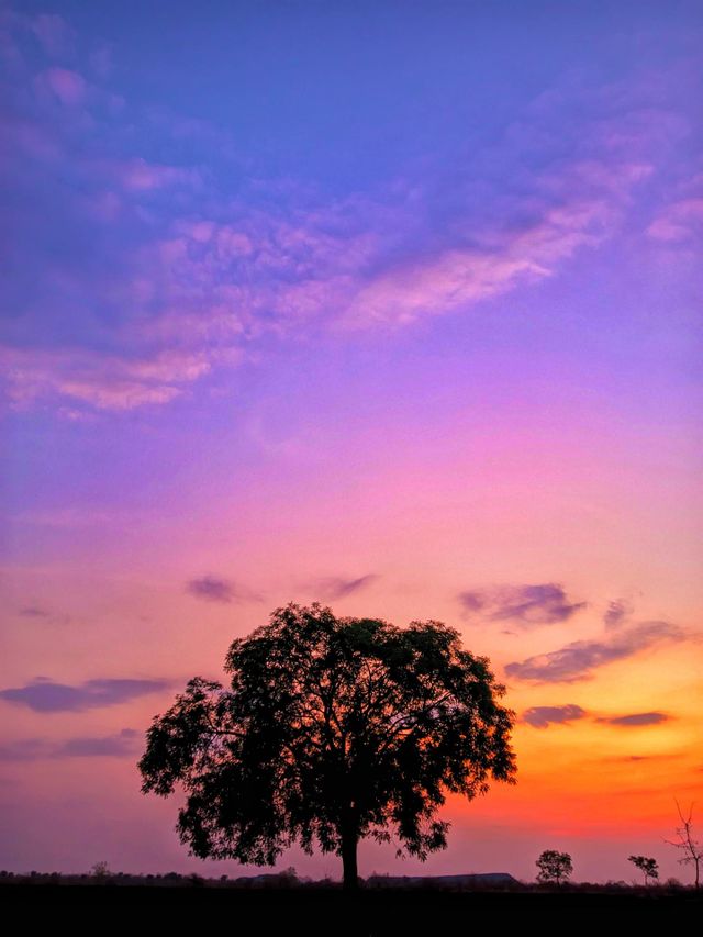 Evening view of my farm.