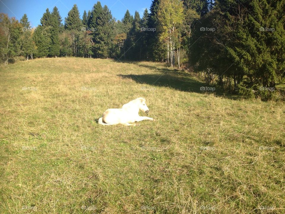 Old horse is resting in the sun
