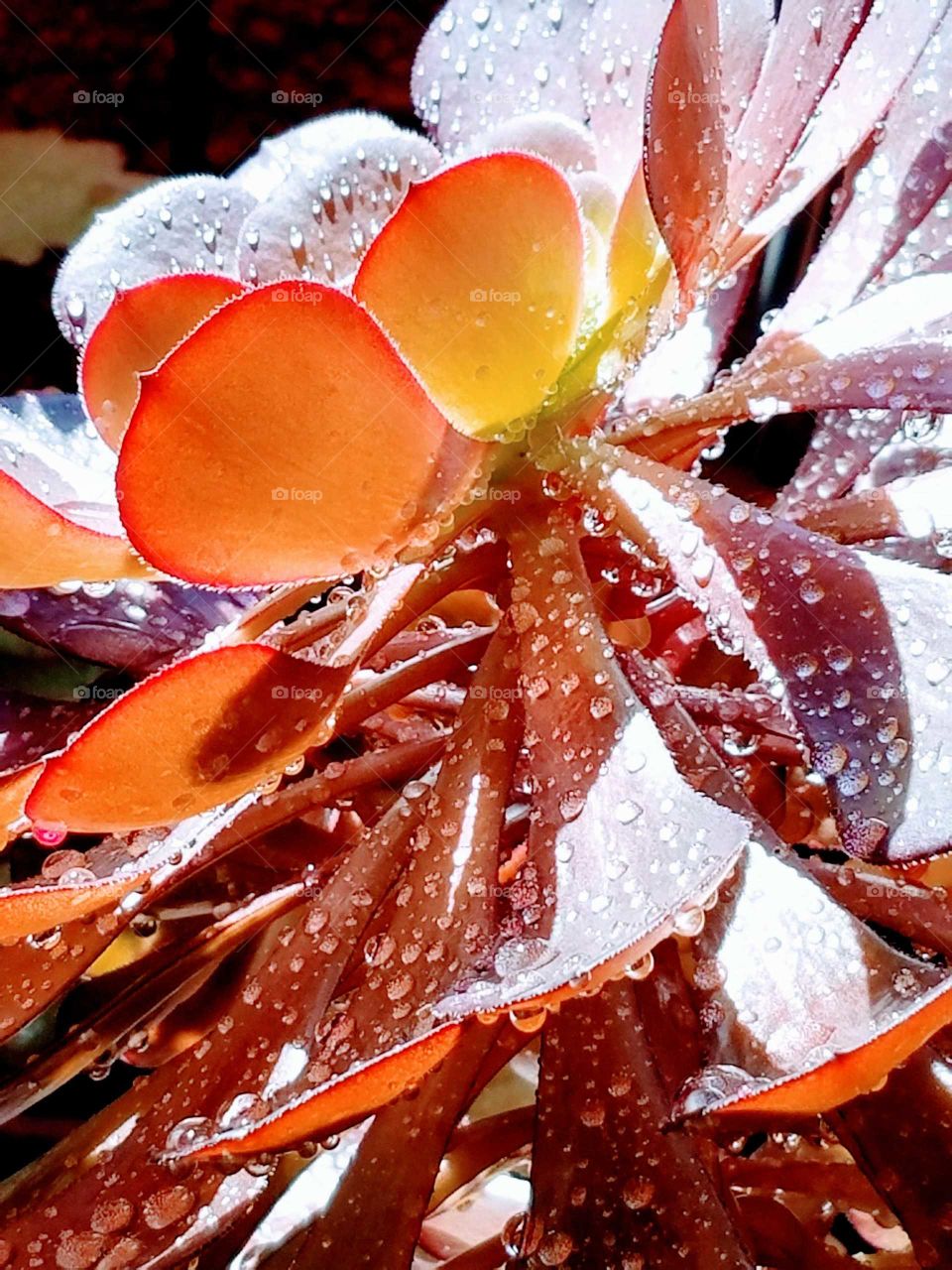 Succulent Covered with Hailstones