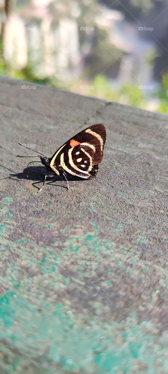 argentinian landscape