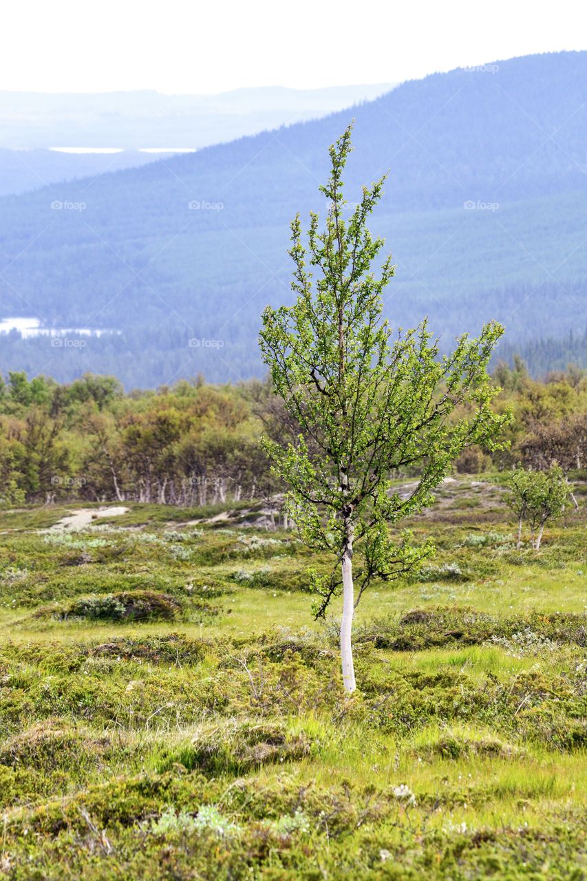  Ute little tree that is growing in the mountain