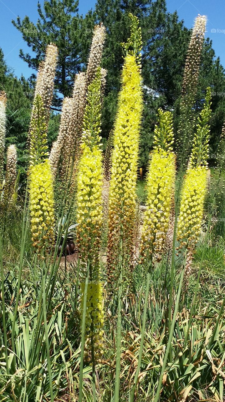 Yellow Stalks