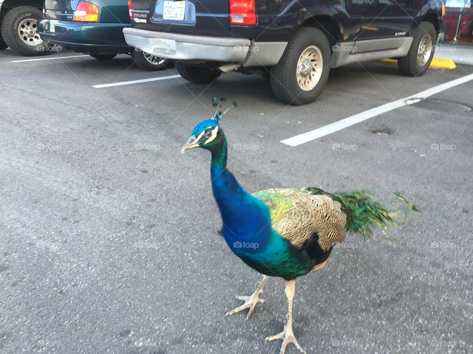 Peacock. 