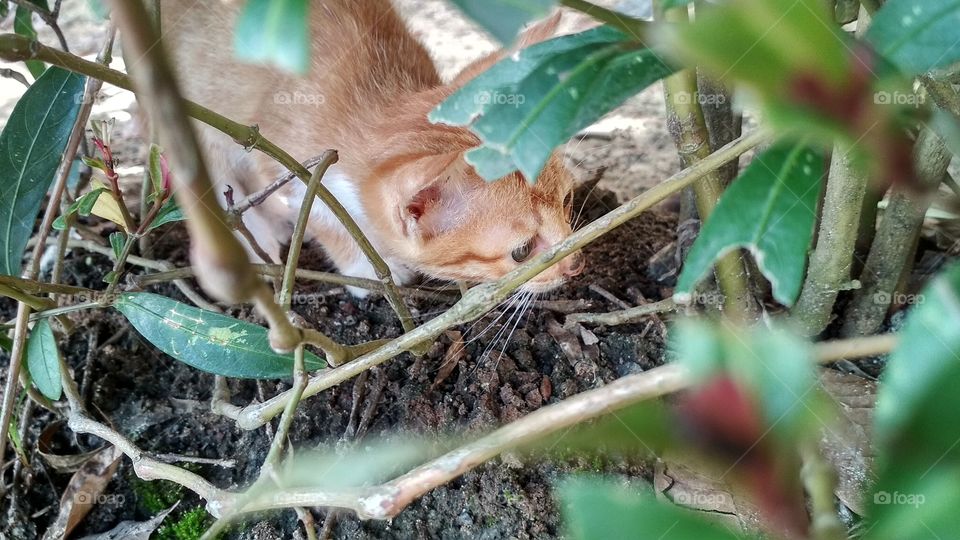 Kittens are settling prey in the bushes