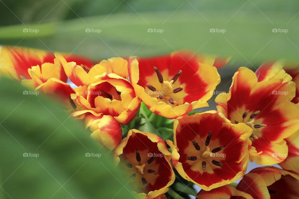 Red and yellow tulips 