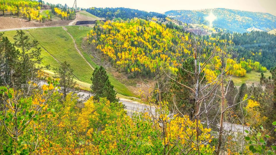 View of autumn trees in forest