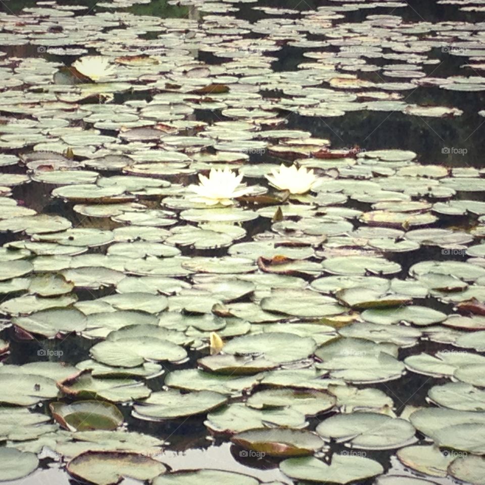 Water Lily. Visiting Botanical garden of São Paulo