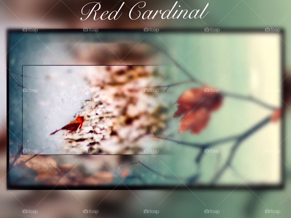 Red Cardinal Bird, Prospect Park, New York City,