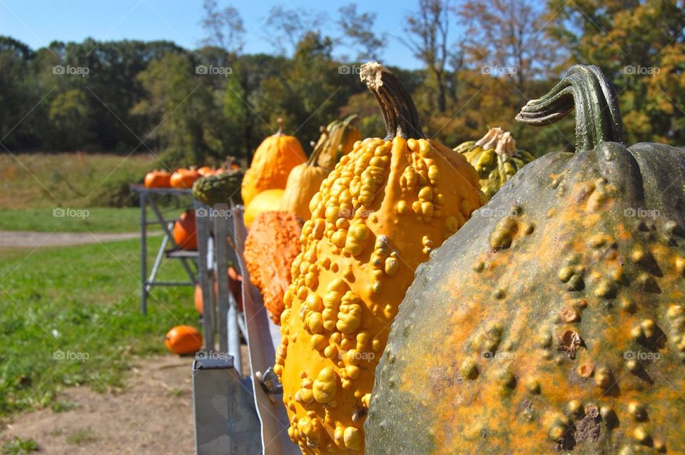 Gourds