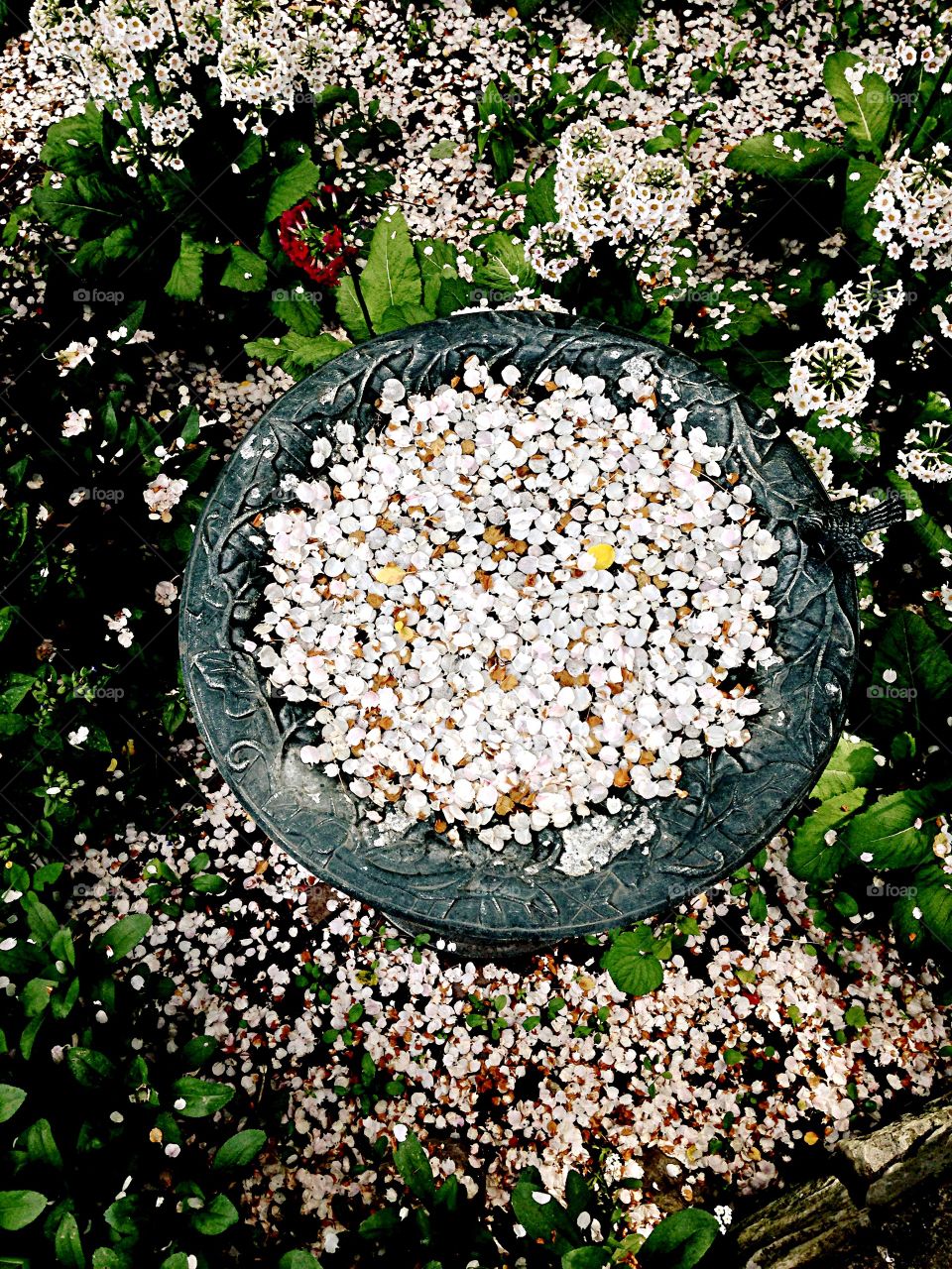 Blossoms in Bird Bath. Falling petals in bird bath