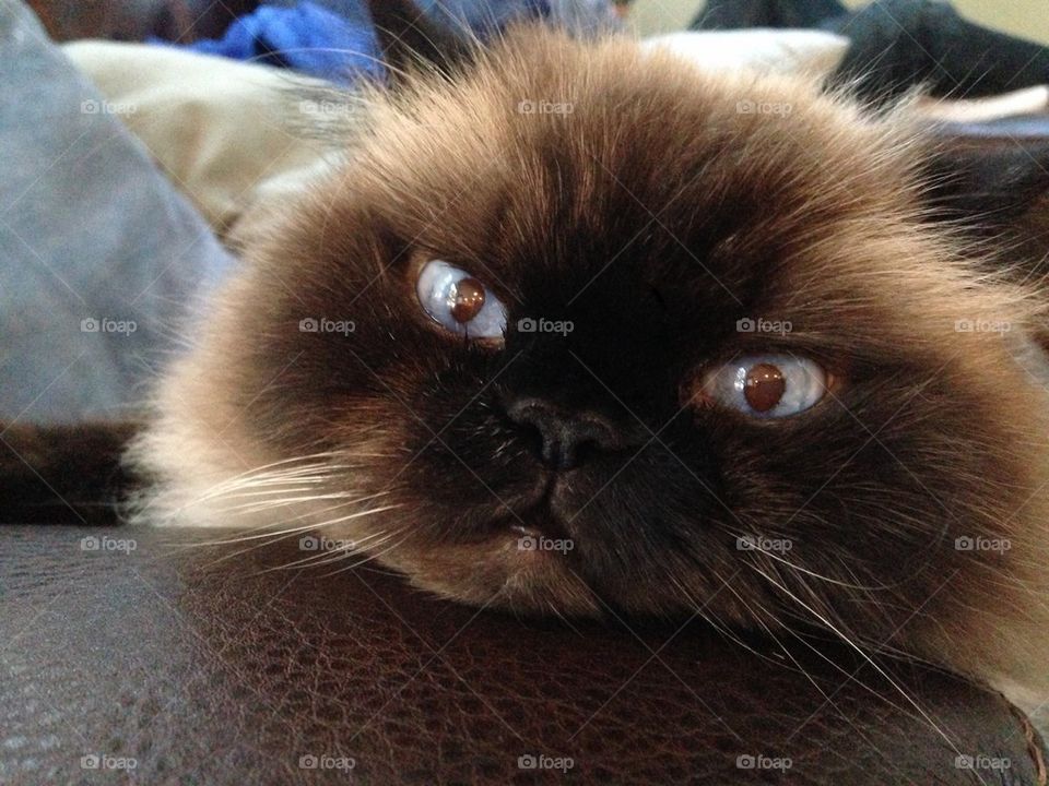 Portrait of black cat