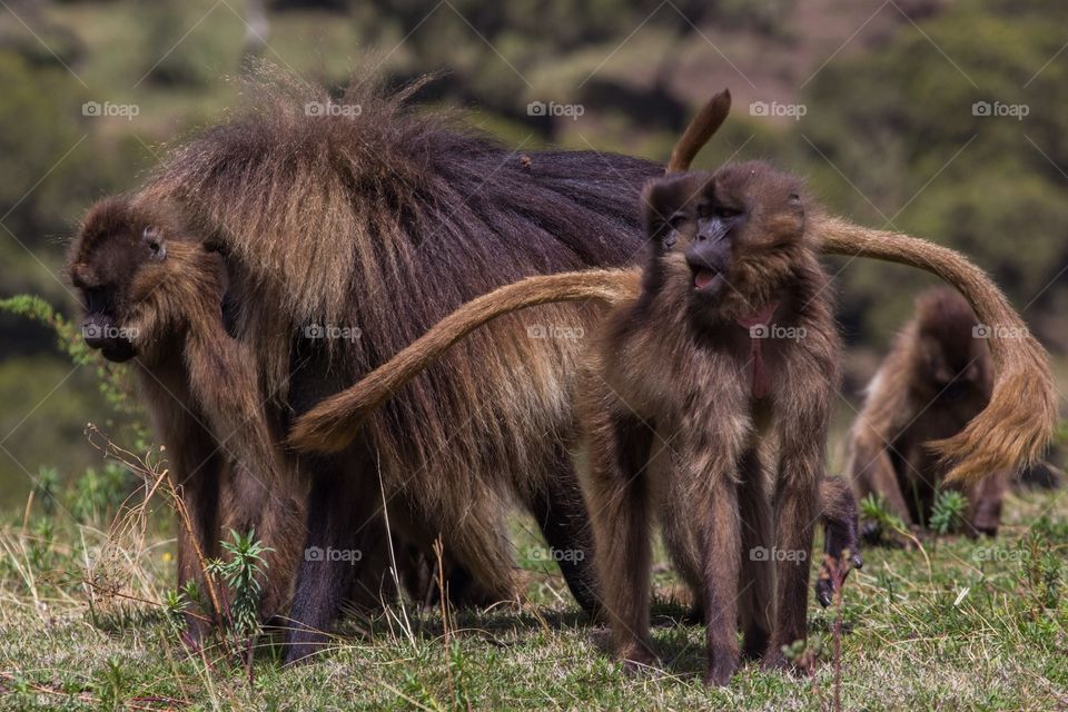 Geladas