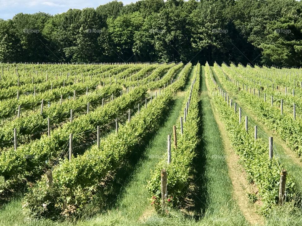 Grape vines, Grand River Valley Region, NE Ohio